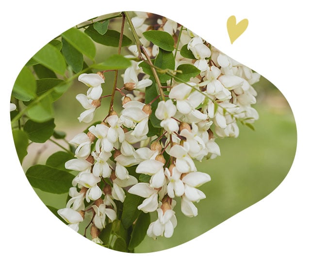 Fleur d'acacia
