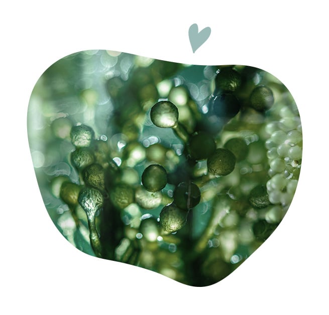 Macro photographie d’algues vertes marines